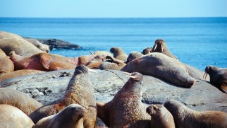 Arctic walruses get passing mention.