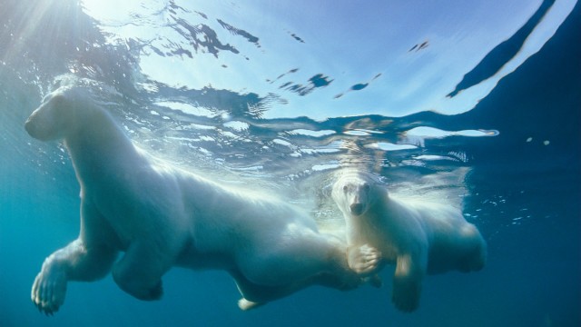 Fun fact: Polar bears swim using only their front paws.