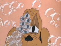 Pluto the "Pantry Pirate."