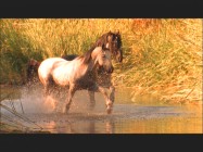 Horses frolic in the water in "The Sire."
