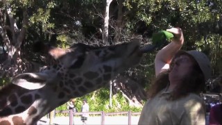 A giraffe and its tongue get close to Weird Al as he feeds it leaves in one of his short YouTube clips.