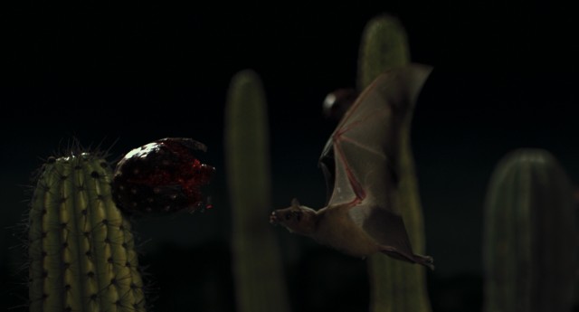 Got cactus nectar? This Mexican bat will in about a second.