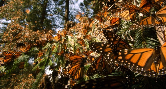 If you want to see a whole bunch of monarch butterflies like these, you'll want to plant some milkweed.