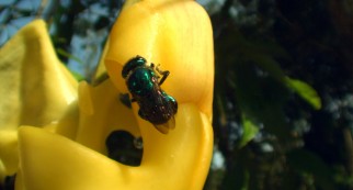 Scent oils attract orchid bees, which then get stuck carrying pollen sacs on their backs.