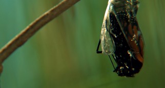 The transformation from caterpillar to butterfly gives Disneynature's "Wings of Life" one of its most captivating moments.