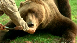 Either Bart or Honey Bump Bear gets an encouraging hand feeding in "Be the Bear."