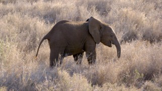 This elephant is one of various animals the filmmakers observe in Africa and Animal Kingdom, as seen in "Research: A True-Life Adventure."